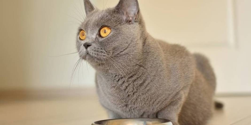 Kediler neden uzun süre aynı noktaya bakar? Bu davranışın olası nedenleri ortaya çıktı! 2